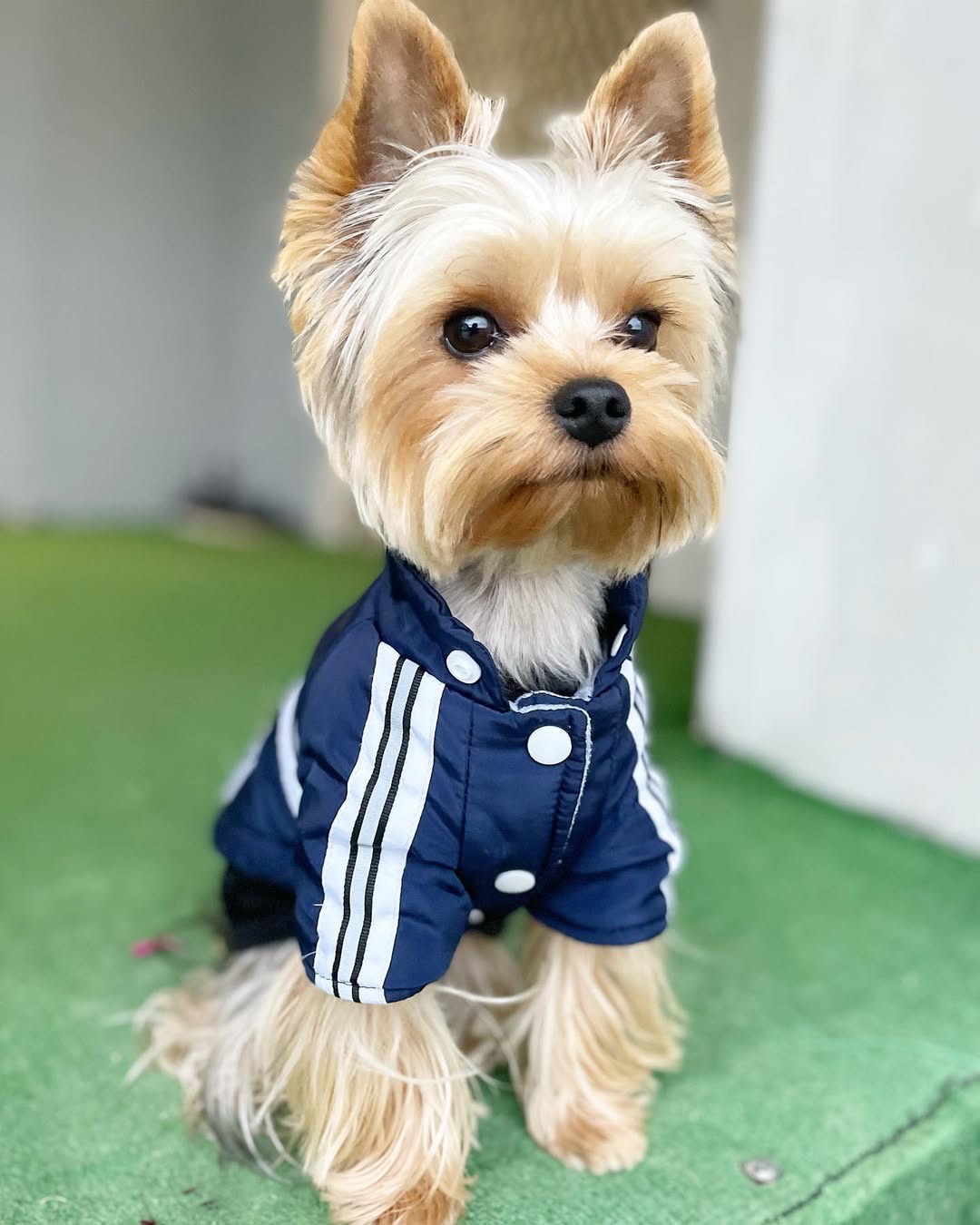 auto draft auto draft