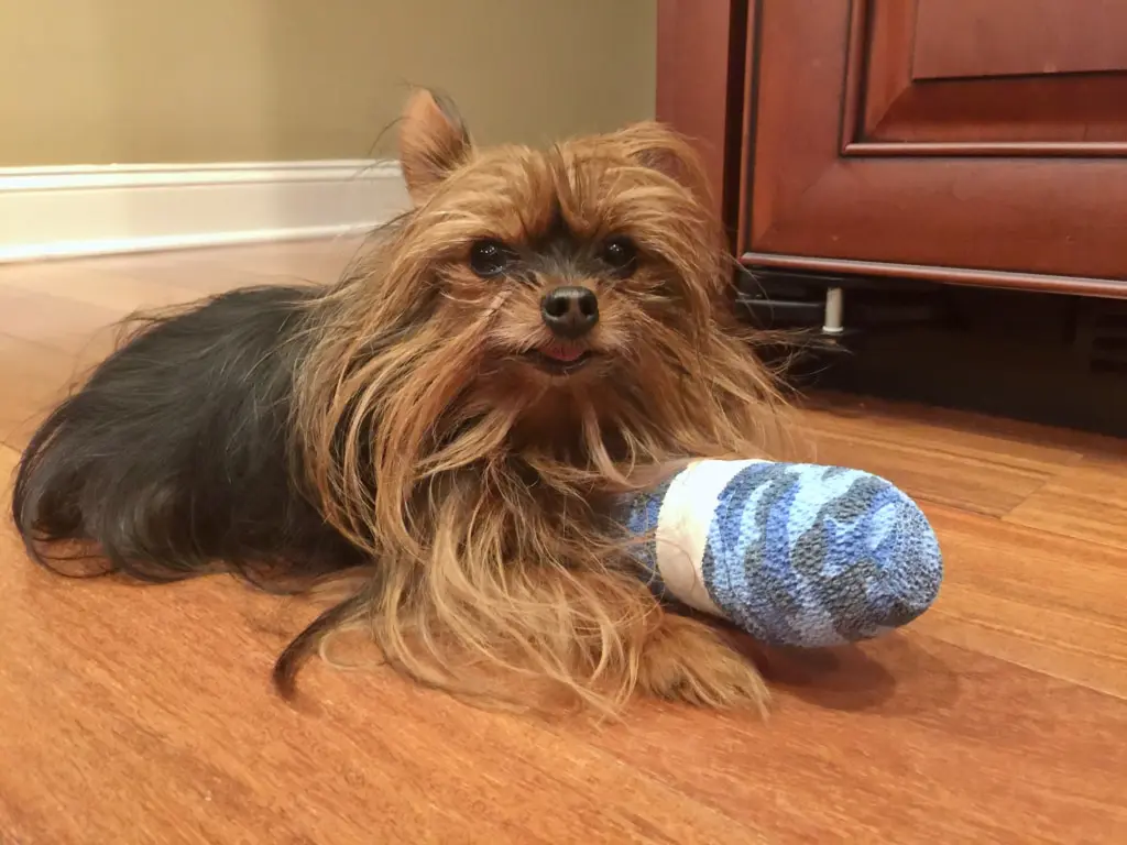 yorkie medical