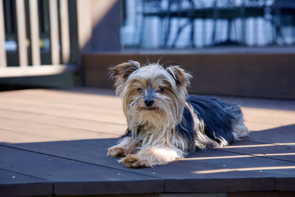 yorkie rescue adopt cute pina